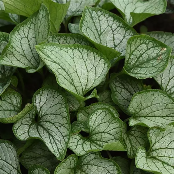 Brunnera mac. 'Frostbite'