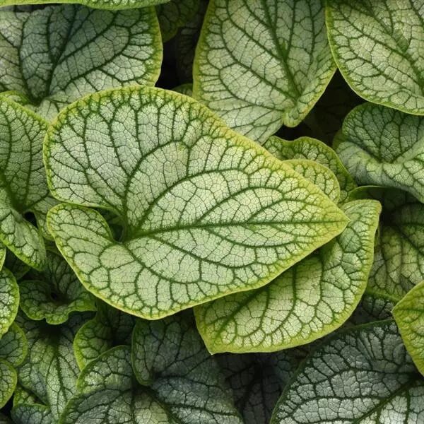Brunnera mac. 'Frostline'