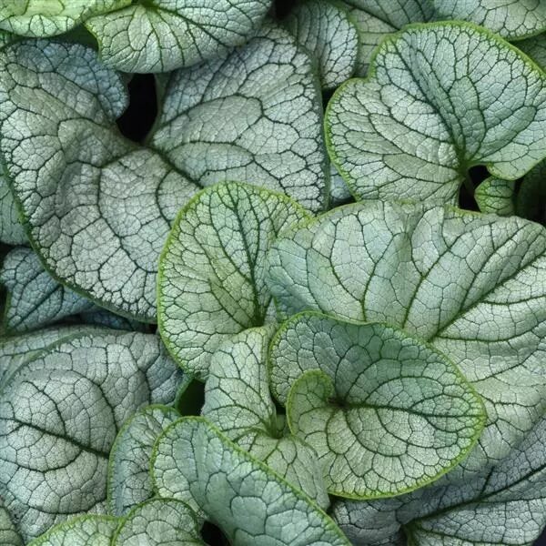 Brunnera mac. 'Permafrost'