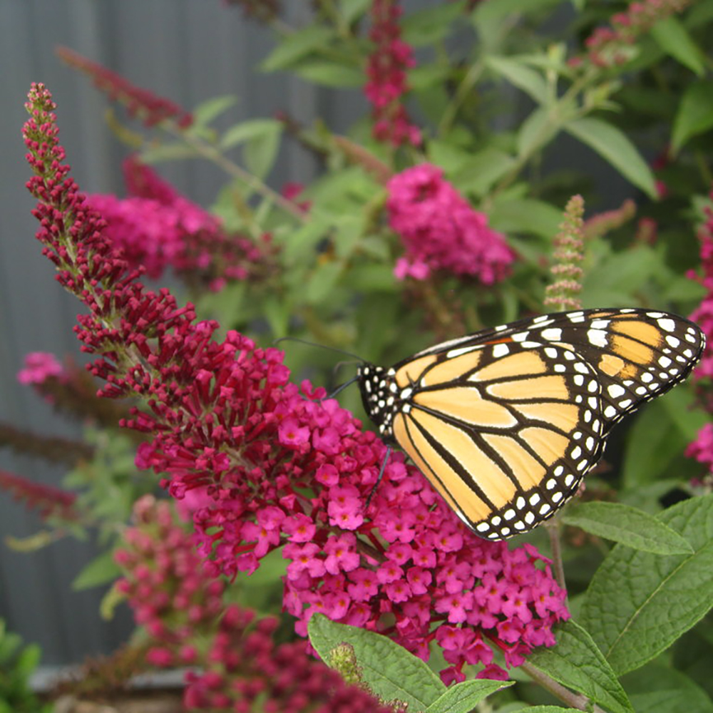 Buddleia 'Miss Molly'