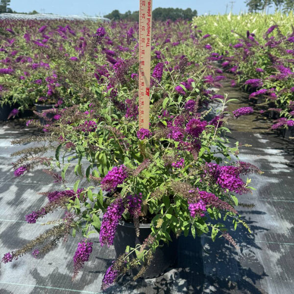 Buddleia dav. 'Royal Red' - Image 3