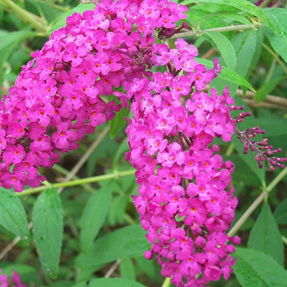 Buddleia dav. 'Royal Red'