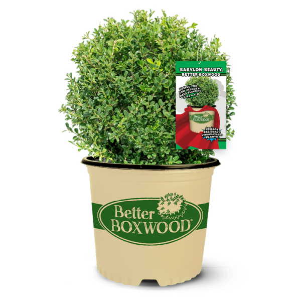 Buxus Babylon Beauty™