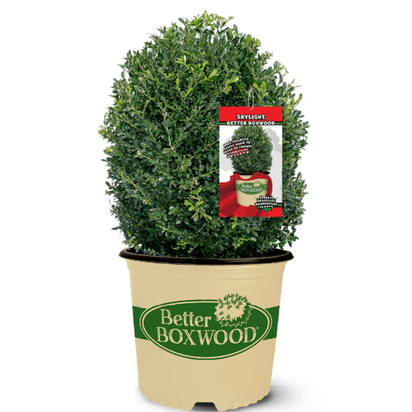 Buxus Skylight™