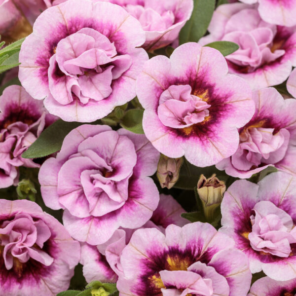 Cal. Superbells® Double Smitten Pink™