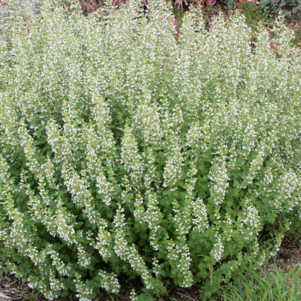 Calamintha nep. 'Montrose White'