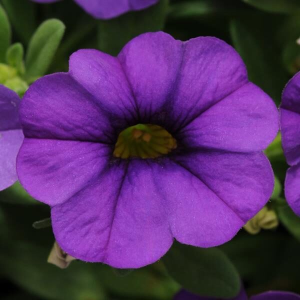 Calibrachoa MiniFamous® Neo Blue