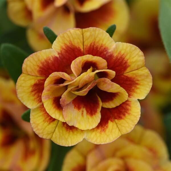 Calibrachoa MiniFamous® Neo Double OrangeTastic
