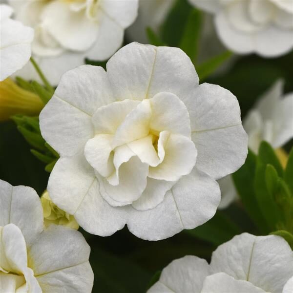 Calibrachoa MiniFamous® Neo Double White