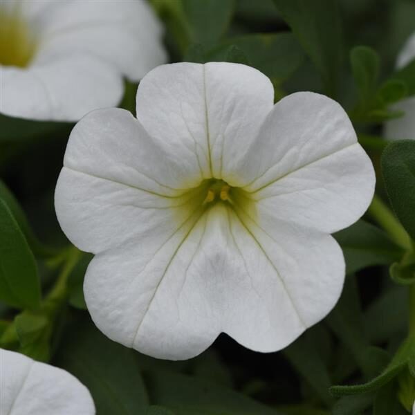 Calibrachoa MiniFamous® Neo White