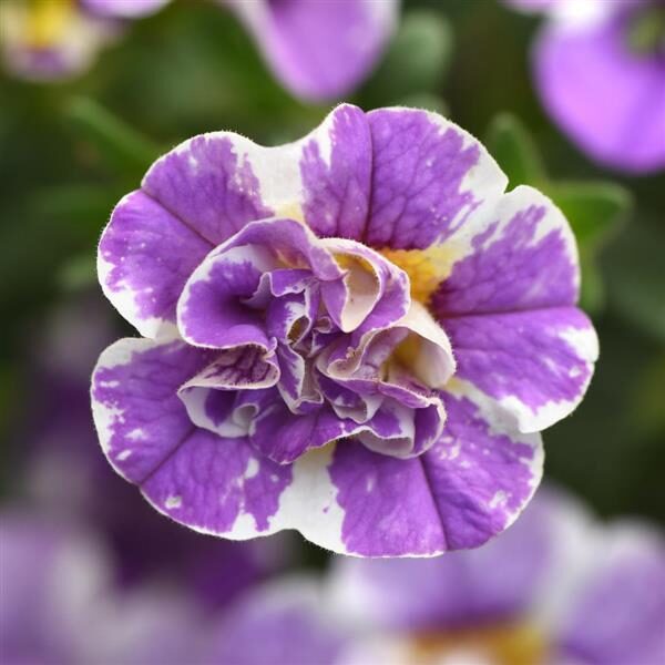 Calibrachoa MiniFamous® Uno Funtopia Blue
