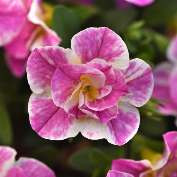 Calibrachoa MiniFamous® Uno Funtopia Pink