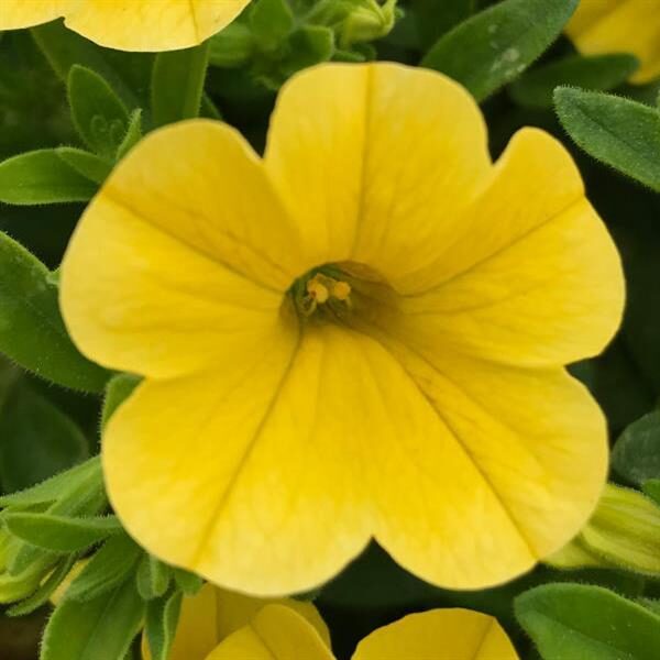 Calibrachoa MiniFamous® Uno Yellow