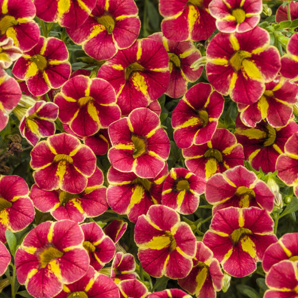 Calibrachoa Superbells® Cardinal Star™