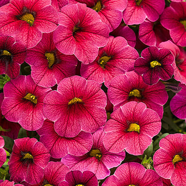 Calibrachoa Superbells® Cherry Red Improved