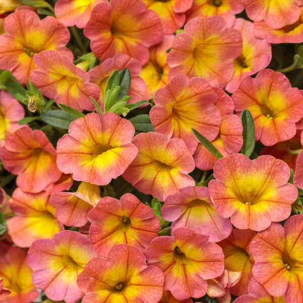Calibrachoa Superbells® Coral Sun
