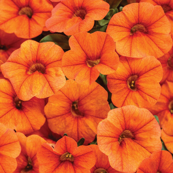 Calibrachoa Superbells® Dreamsicle®