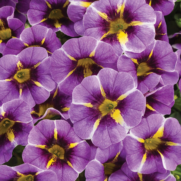 Calibrachoa Superbells® Evening Star™