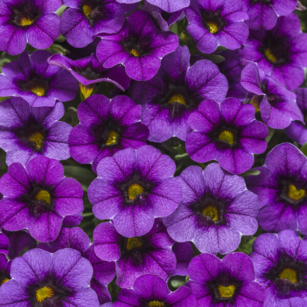 Calibrachoa Superbells® Grape Punch™