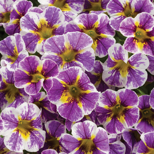 Calibrachoa Superbells® Holy Smokes!™