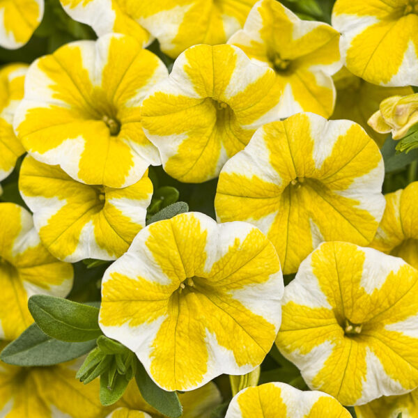 Calibrachoa Superbells® Lemon Slice®