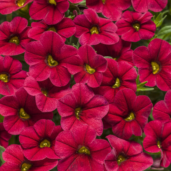 Calibrachoa Superbells® Red