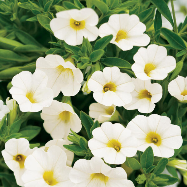 Calibrachoa Superbells® White