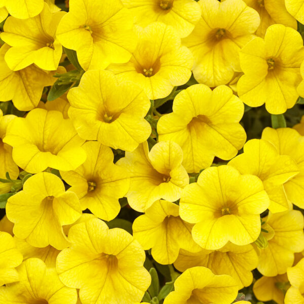 Calibrachoa Superbells® Yellow