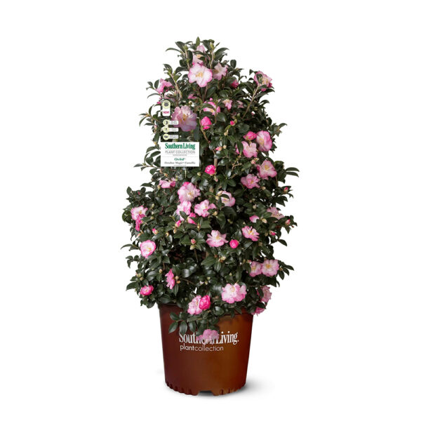 Camellia sas. October Magic® Orchid™
