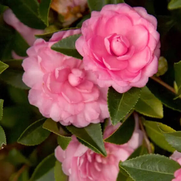 Camellia sas. October Magic® Pink Perplexion™