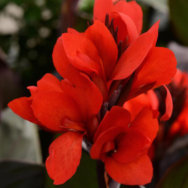 Canna Cannova® Bronze Scarlet