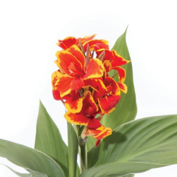 Canna Cannova® Red Golden Flame