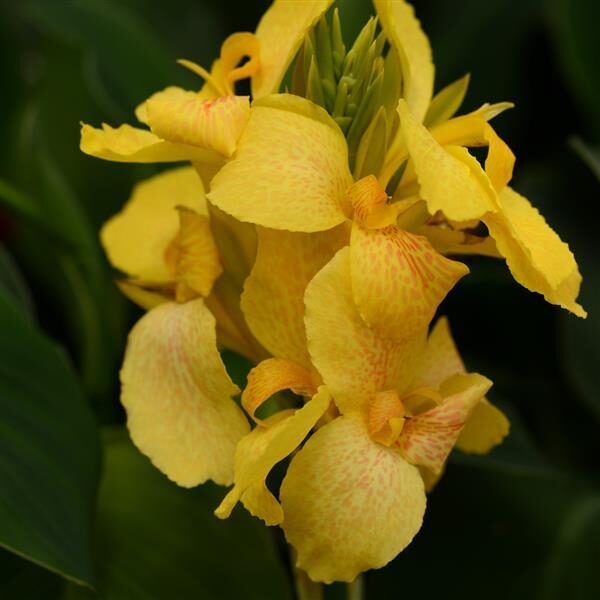 Canna Cannova® Yellow