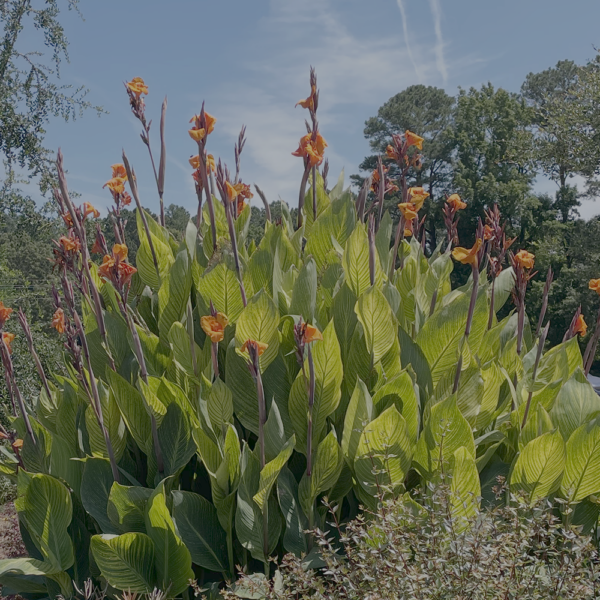 Canna 'Pretoria' aka. Bengal Tiger