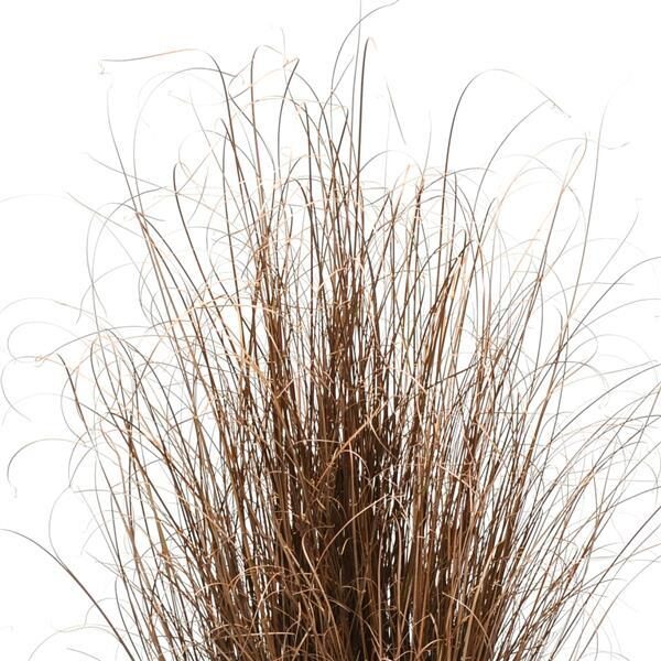 Carex buc. 'Red Rooster'