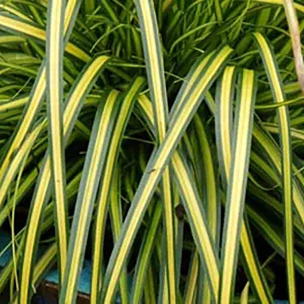 Carex osh. EverColor® ‘Eversheen’