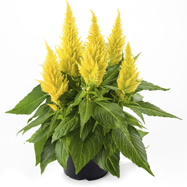 Celosia Kelos® Fire Yellow