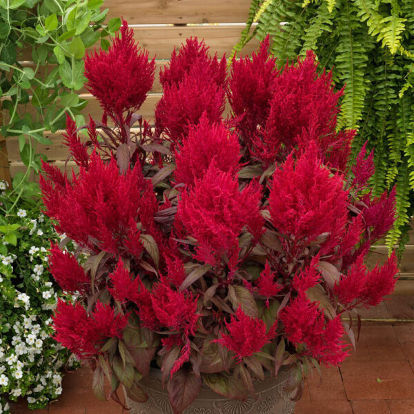 Celosia plumosa 'Dragon's Breath'