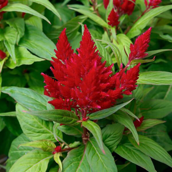 Celosia 'Flamma Bright Red'