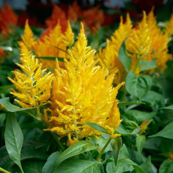Celosia 'Flamma Golden'