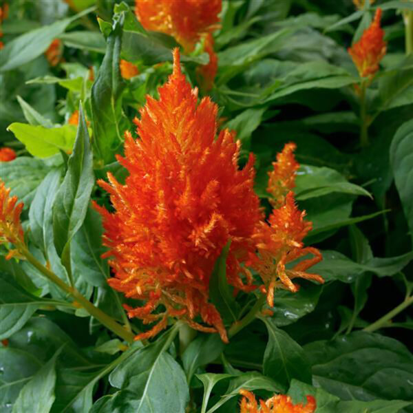 Celosia 'Flamma Orange'