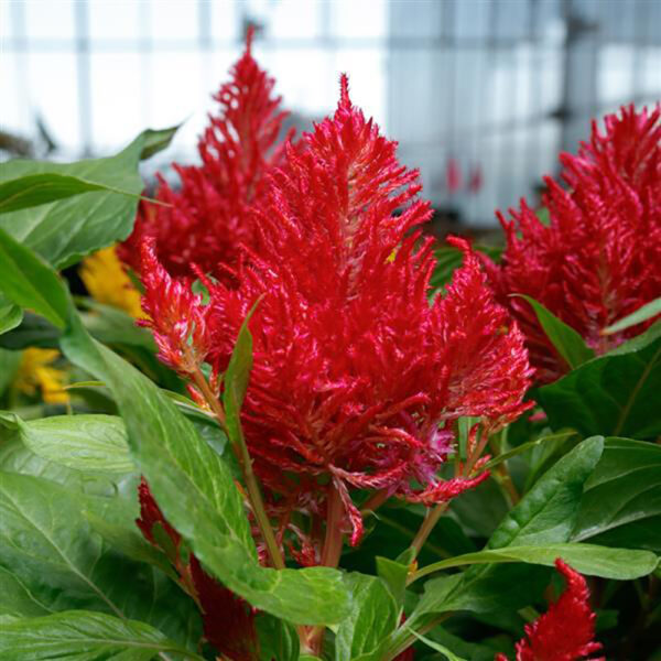 Celosia 'Flamma Red'