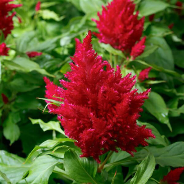 Celosia 'Flamma Rose'