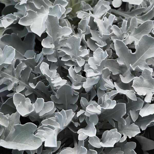 Centaurea rag. Silver Swirl