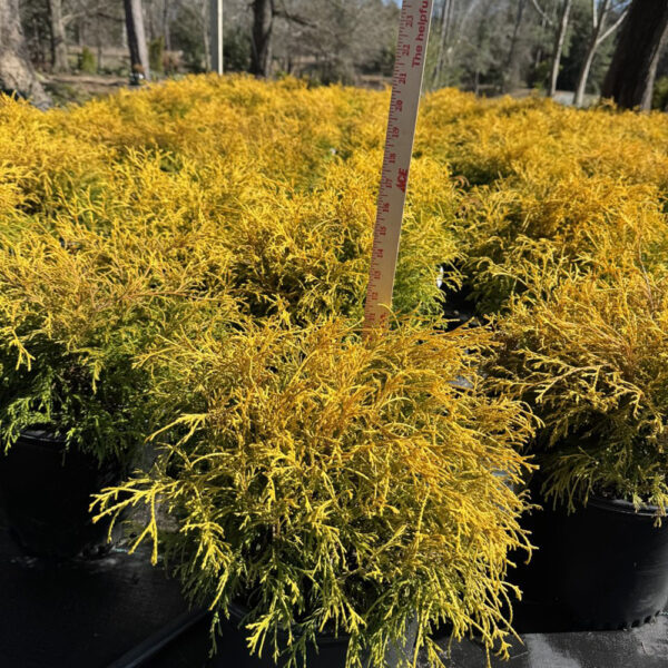 Chamaecyparis pis. 'Gold Mops' - Image 2