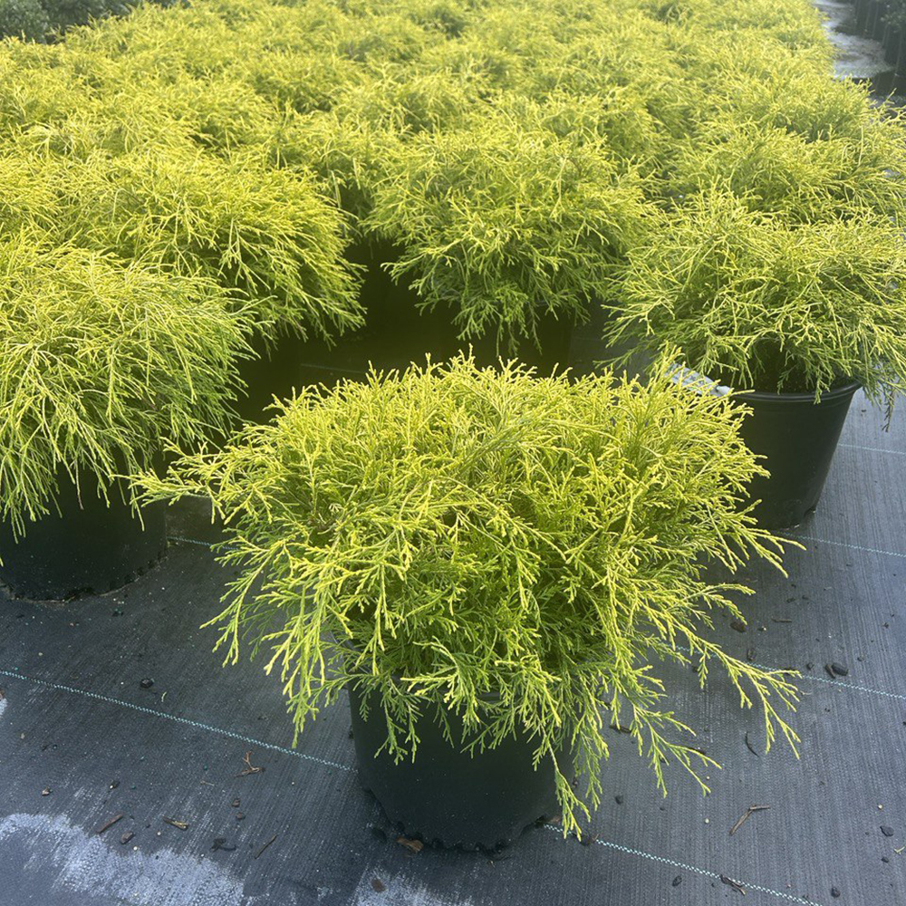 Chamaecyparis pis. 'Gold Mops'