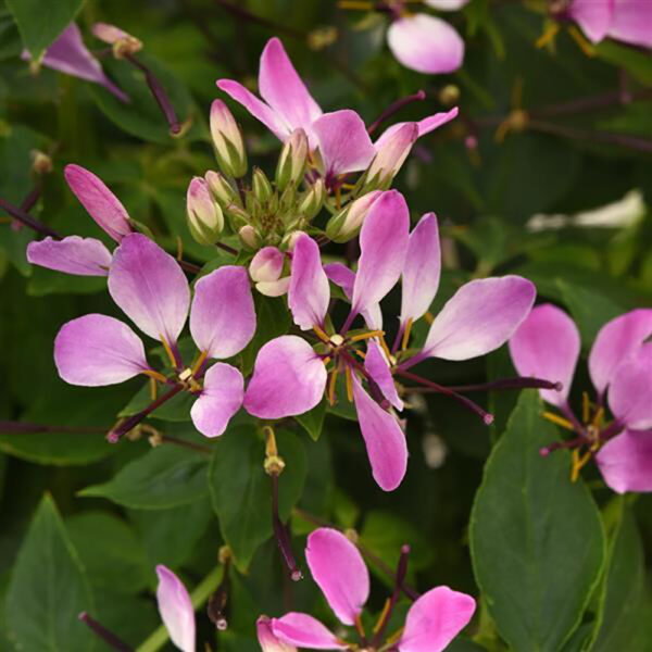 Cleome 'Lavender Dreams'