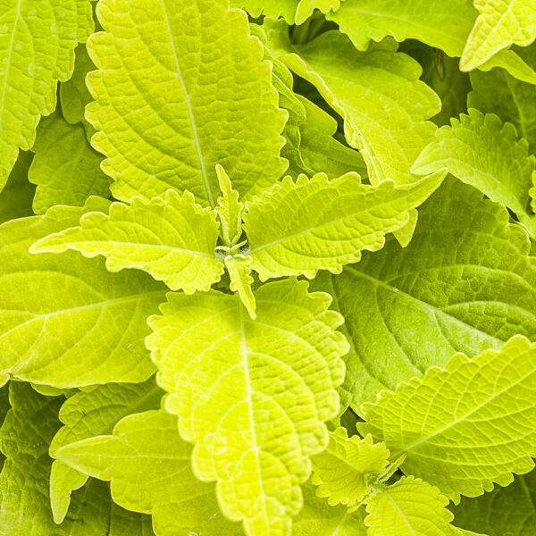 Coleus ColorBlaze® Lime Time™