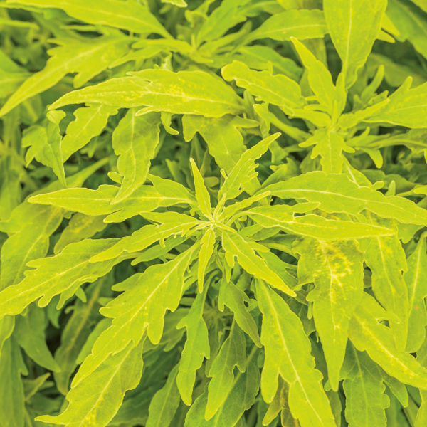 Coleus ColorBlaze® Mini Me™ Chartreuse