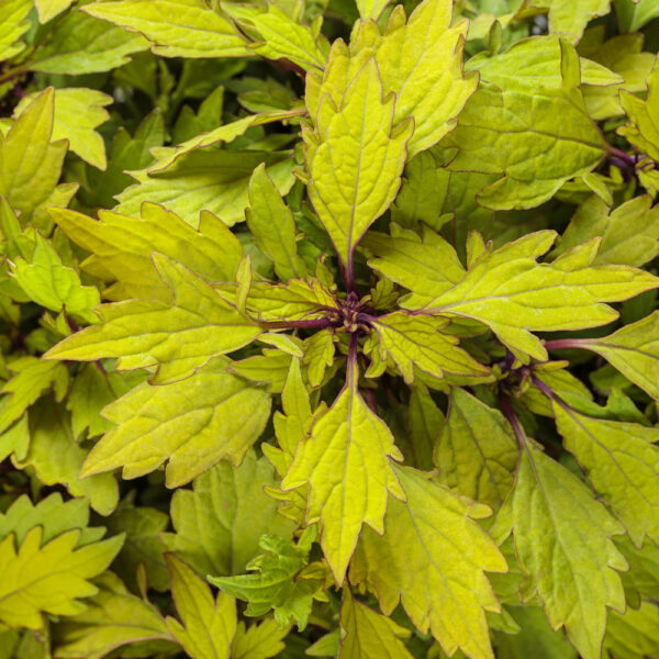 Coleus ColorBlaze® Royale Pineapple Brandy™